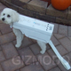 Illustration for article titled Halloween Wii Dogs Make Us Laugh, Shed Single Tear
